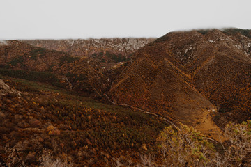 Morning views in a foggy forest