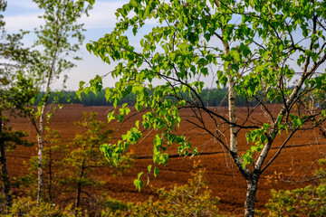 swamp area landscape view with lonely pine trees and turf fields