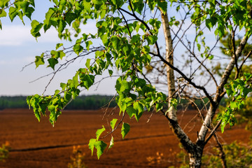 swamp area landscape view with lonely pine trees and turf fields