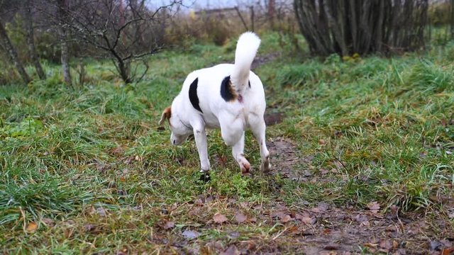 Disabled Three-Legged Dog Walking Outdoors.