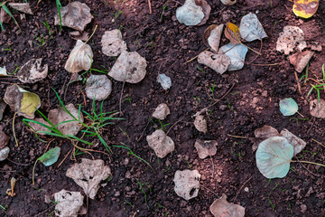 Dry leaves on land background