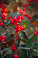 Branch full of red berries against a blurred background