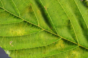 The decomposition of the foliage begins when the leaves are on the ground, by fungi, bacteria and mites 