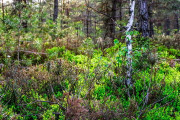 swamp area landscape view with lonely pine trees and turf fields