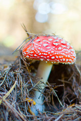red venom mushroom fly