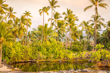 Fototapeta na wymiar Palm trees at lagoon on Big Island, Hawaii