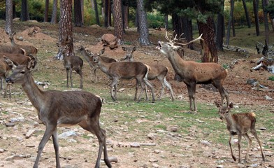 Ciervos berrea