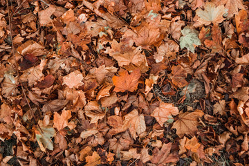 Texture, yellow leaves on the ground, top view. Concept of autumn, cold, yellow leaves, autumn mood. Copy space.