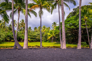 Palm trees at Punaluu Black Sand Beach on Big Island, Hawaii