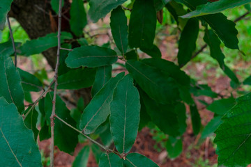 Green leaves pattern on ground background