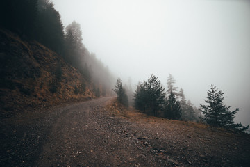 Road in a foggy forest