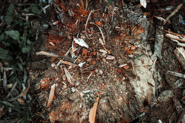 Old, cut tree, decrepit stump on the background of grass, top view, wood chips. copy space.