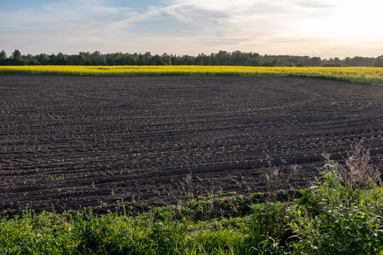 freshly cultivated agriculture fields ready for growing