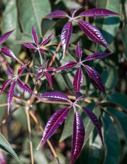 Purple leaves on green natural background