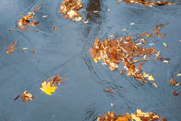 Maple yellow leaves lie in a puddle on the asphalt.