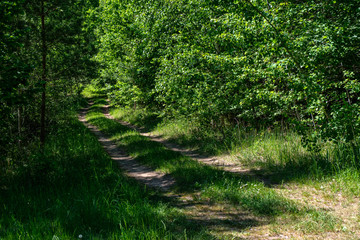 Obraz premium green foliage in summer with harsh shadows and bright sunlight