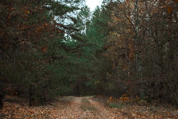 The road in the dark, autumn forest. Concept of autumn, cold, yellow leaves, autumn mood. Copy space.
