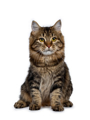 Cute classic black tabby Siberian cat kitten sitting up front view, looking beside camera with yellow eyes. Isolated on a white background.
