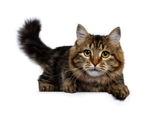 Cute classic black tabby Siberian cat kitten laying down with one paw over edge and tail fierce in air, looking straight at camera with yellow eyes. Isolated on a white background.
