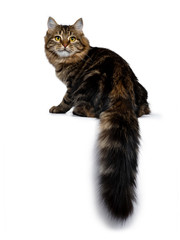 Cute classic black tabby Siberian cat kitten sitting backwards with tail hanging down from edge, looking over shoulder straight at camera with yellow eyes. Isolated on a white background.