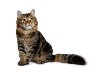 Obraz premium Cute classic black tabby Siberian cat kitten sitting half side ways with thick tail beside body, looking up to the side with yellow eyes. Isolated on a white background.