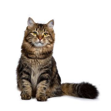 Cute classic black tabby Siberian cat kitten sitting up facing front with thick tail beside body, looking beside camera with yellow eyes. Isolated on a white background.