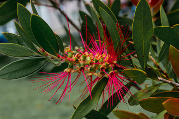 Spooky red plant on a tree