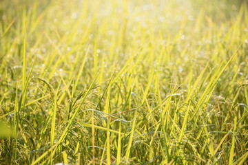 Rice fields