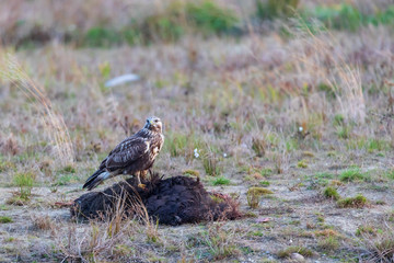 rough-legged buzzard (Buteo lagopus) eating wild boar