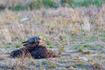 rough-legged buzzard (Buteo lagopus) eating wild boar
