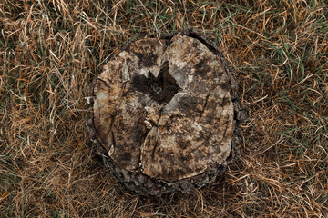 Old, cut down tree, decrepit stump on the background of yellow grass, top view. copy space.