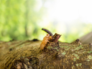Moult of cicada with natural bokeh background. Close up of the full molting cicada slough on the tree after slough off the shell. Cicadae Periostracum or Cicada Slough as a herb food of china.
