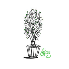 Illustration with a plant in a pot. Houseplant in a pot. A little tree, ficus.