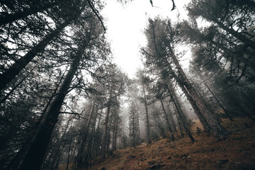 Trees in a foggy forest