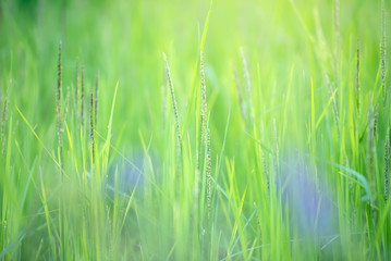 Rice field