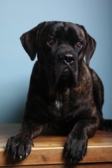 Naklejka premium Beautiful dog in front of a colored background