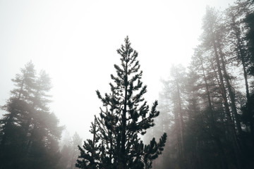 Fototapeta na wymiar Trees in a foggy forest