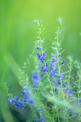 for get me not flowers