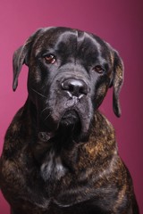 Beautiful dog in front of a colored background