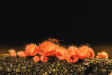 Champagne mushroom