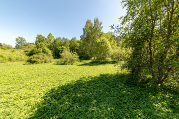 Obraz premium green foliage in summer with harsh shadows and bright sunlight