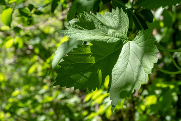 green foliage in summer with harsh shadows and bright sunlight