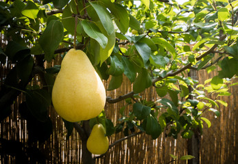 Rippe pear in the orchard ready for harvests