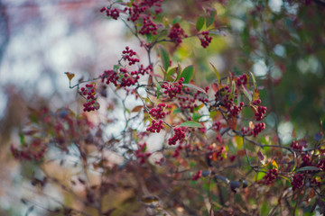 A bush full of red berries against a blurred background