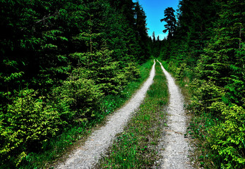 Fototapeta na wymiar the path to the dense green spruce forest