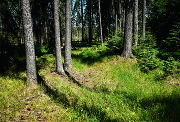 Fototapeta premium the edge of the spruce forest