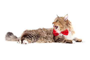 Maine Coon with a red butterfly on his neck Isolated on a white background