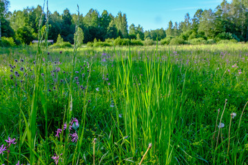 beautiful green meadow with summer flowers near forest in warm summer day