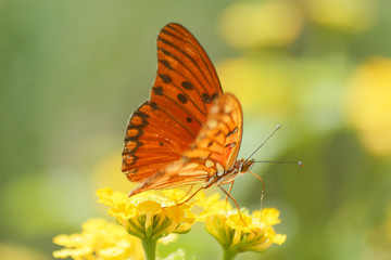 butterfly on flower