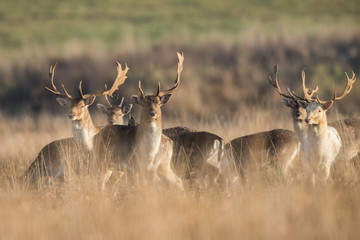 Fallow deer, Dama dama